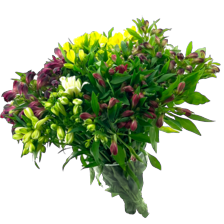 Alstroemeria